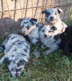 Cuccioli di pastore del Lagorai