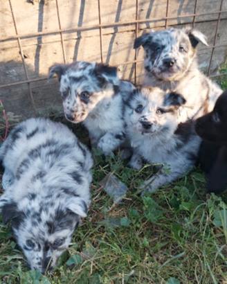 Cuccioli di pastore del Lagorai