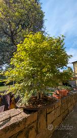 bonsai bosco di acero