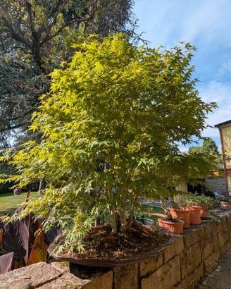 bonsai bosco di acero