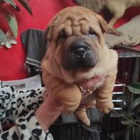 Shar-pei