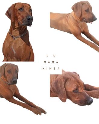 Cuccioli di Rhodesian Ridgeback