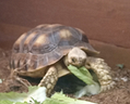 tartaruga-geochelone-sulcata-gr-500