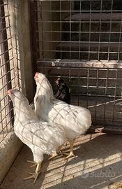 Galline