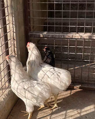 Galline