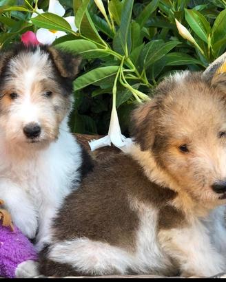 Fox terrier