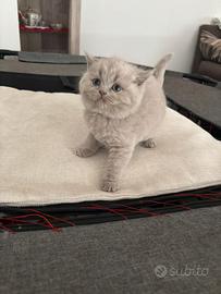 Cuccioli British shorthair