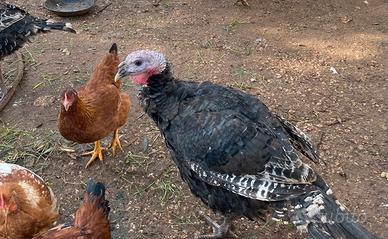 Tacchini pesanti neri