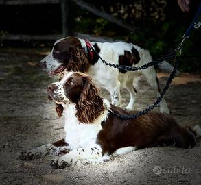 Springer Spaniel
