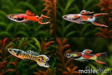 Guppy Endler - Colori assortiti -
