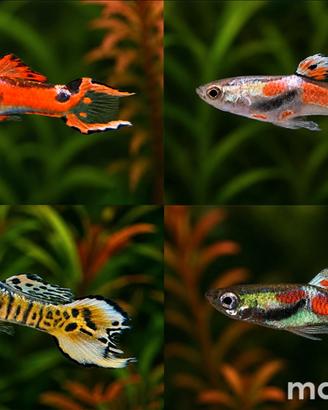 Guppy Endler - Colori assortiti -