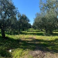 Oliveto Barletta