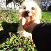 Disponibile maschio Maltese 12 anni