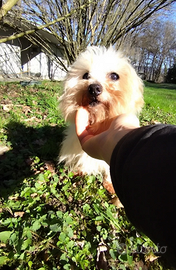 Disponibile maschio Maltese 12 anni