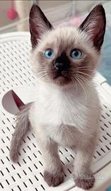 Cuccioli Siamesi thai Seal Point