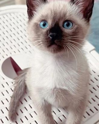 Cuccioli Siamesi thai Seal Point