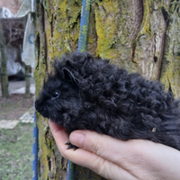 Cavia alpaca