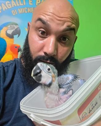 Cucciolo di pappagallo ARA ARARAUNA