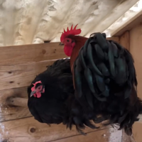 Galline cocincina nana