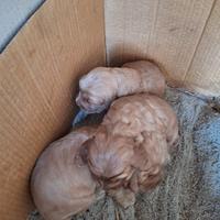 Coker spaniel