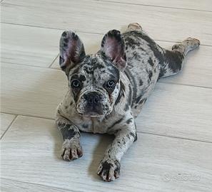Bulldog francese merle stallone