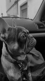 Bulldog francese