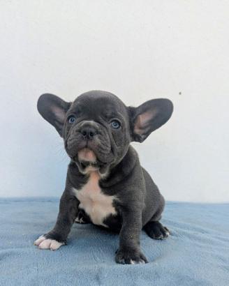 Bulldog framcesi blu merle