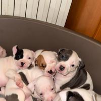 Cuccioli di Pitbull