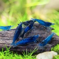 Caridine d'acqua dolce varie colorazioni