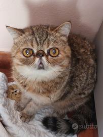 Gattina Esotica