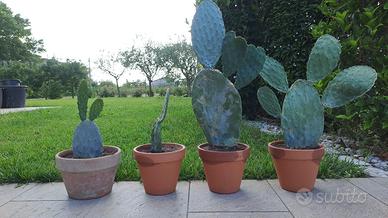 Piante grasse - Fico d'India - Agave - Aloe
