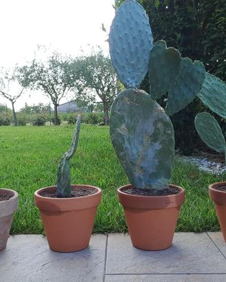Piante grasse - Fico d'India - Agave - Aloe