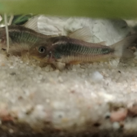 Coppia di corydoras