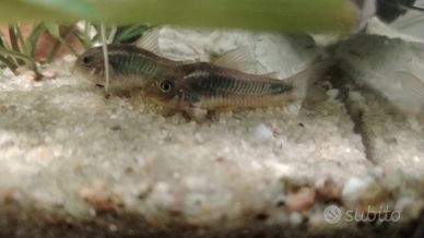 Coppia di corydoras