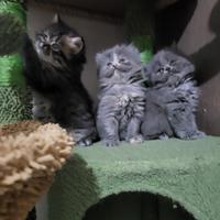 Cuccioli di gatto persiano