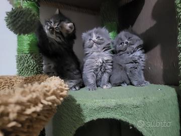 Cuccioli di gatto persiano