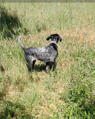 Bracco Pointer
