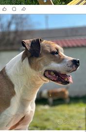 GOLD AMSTAFF
