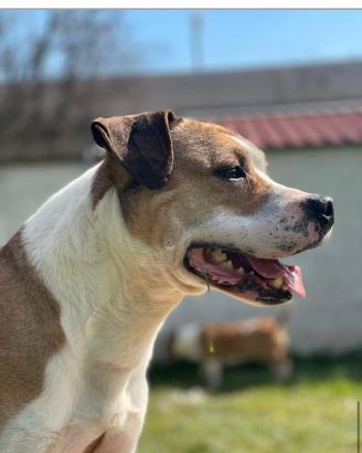 GOLD AMSTAFF