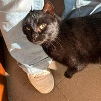 Geronimo dolcissimo cucciolo