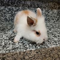 Coniglio nano testa di leone