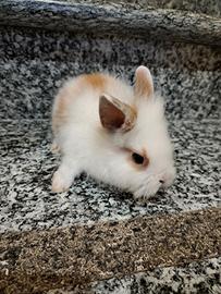 Coniglio nano testa di leone