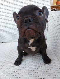 Cucciolo bulldog francese bringee