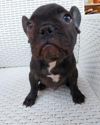Cucciolo bulldog francese bringee