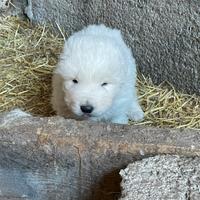 Cuccioli Pastore Maremmano Abruzzese