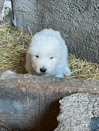 Cuccioli Pastore Maremmano Abruzzese