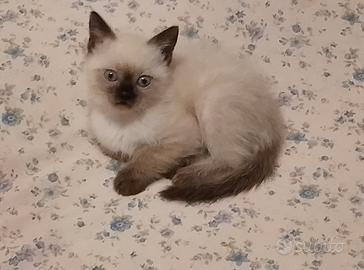 Cucciolo di gatto siamese maschio thai