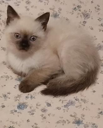 Cucciolo di gatto siamese maschio thai