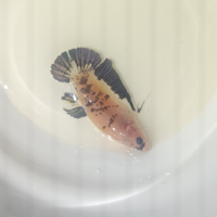 Betta splendens plakat