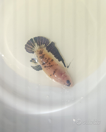 Betta splendens plakat